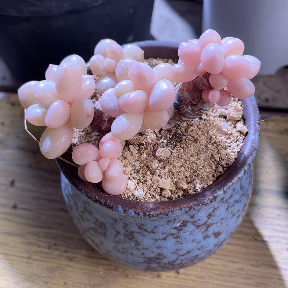 0309  玫瑰男孩 六月六