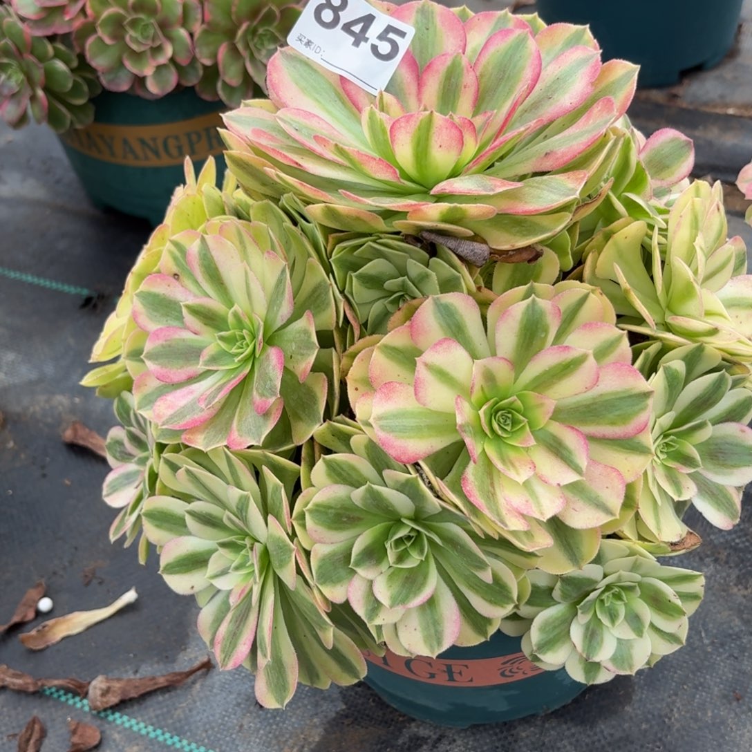 845雨河多肉植物发货