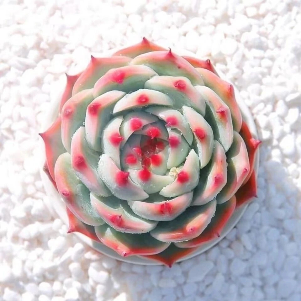 水蜜桃（吉娃娃）多肉植物满15包邮易活适合办公室阳台美观净化空气