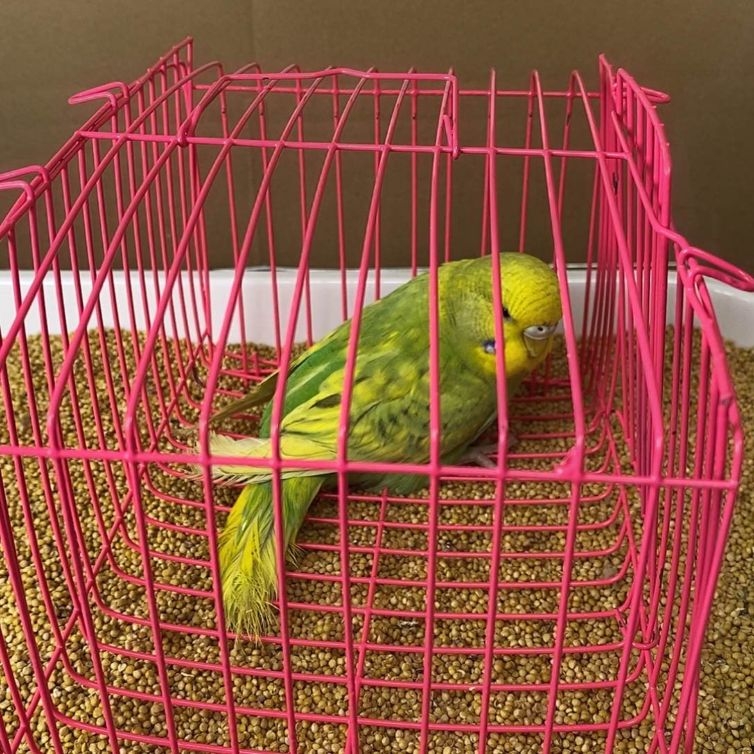 虎皮鹦鹉大头虎皮