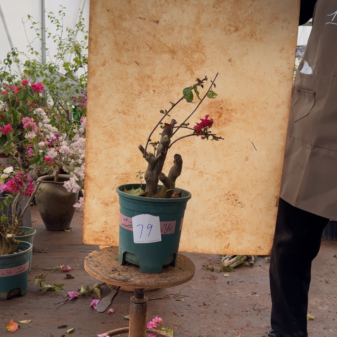 大部分开放少量花苞甜心 79脱