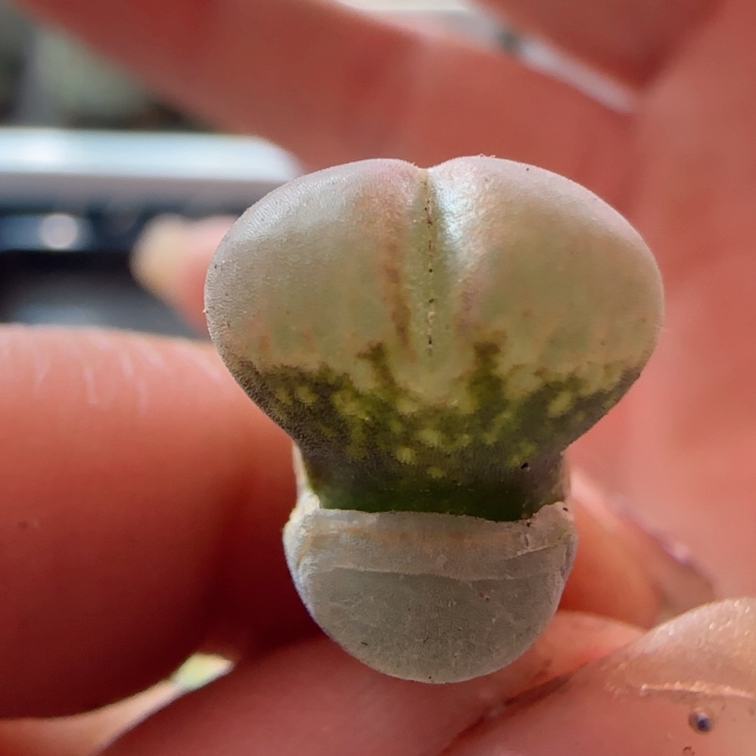 c10风铃玉。  1年11月