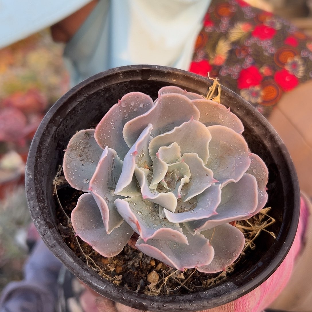 多肉植物多肉植物