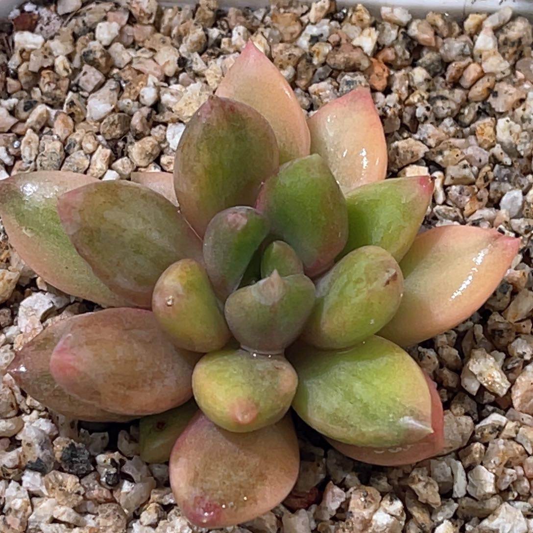 多肉特价红象牙锦