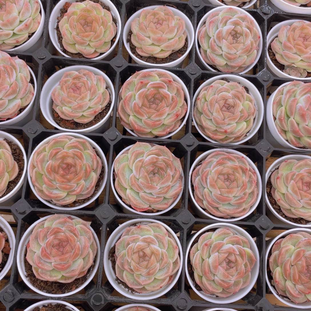 1072号 雪梨珍妮单头一个