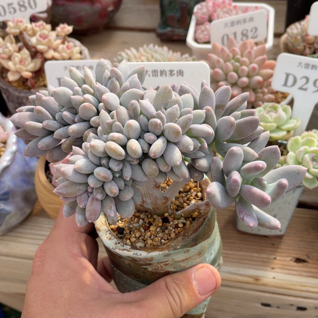 0194不认识不带盆14厘米