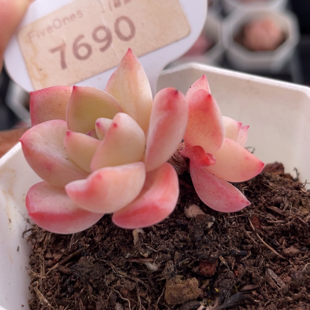 草莓泡芙7690-4.0厘米