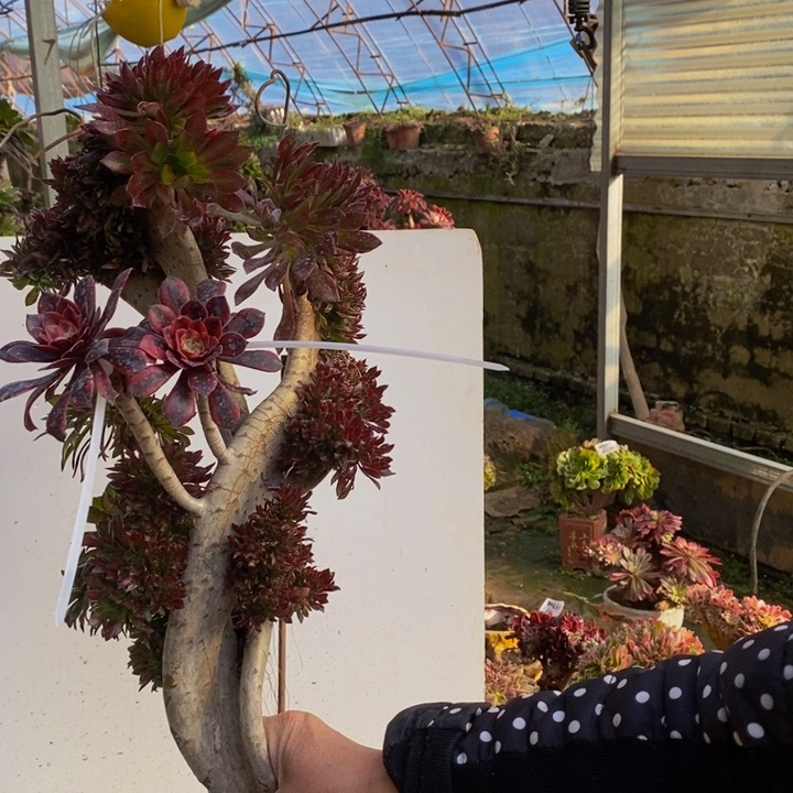 黑法师缀化多肉1颗