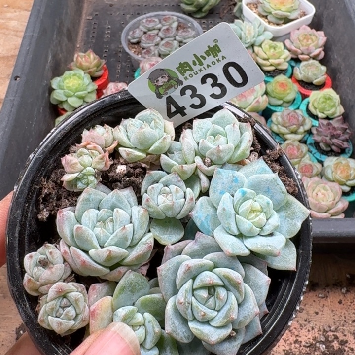 多肉植物多肉植物
