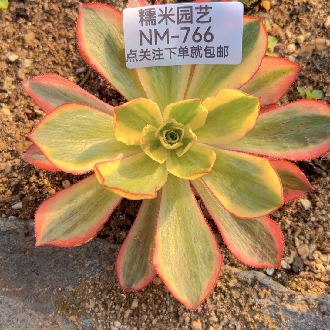 魅影多肉植物766