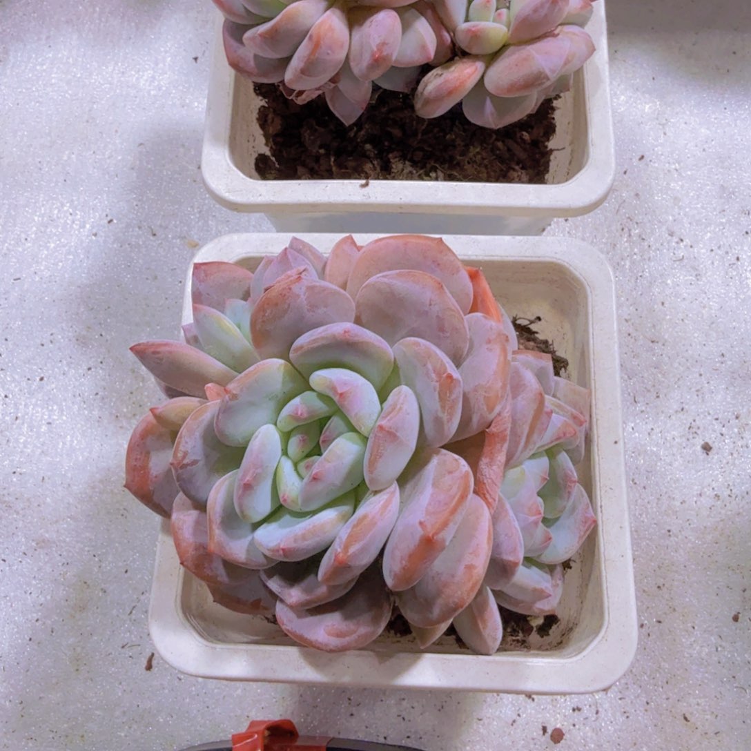 超级星影一颗福利