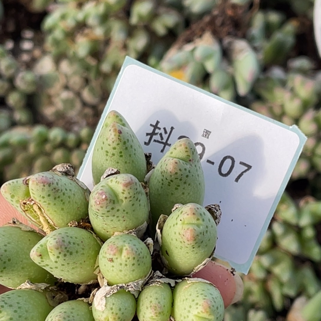 周***说29-7肉锥多肉植物