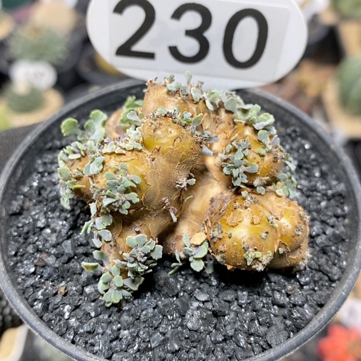 230号实生格加厚敦菊5.4cm