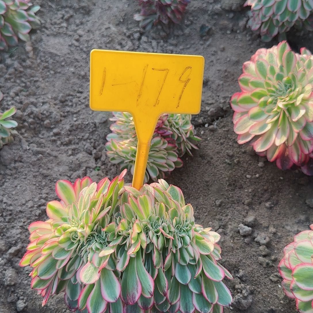 1-179--多头多肉植物