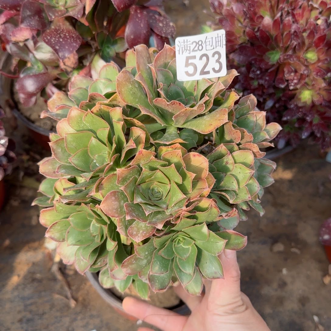 绿玫瑰多肉523满28包邮断枝不包