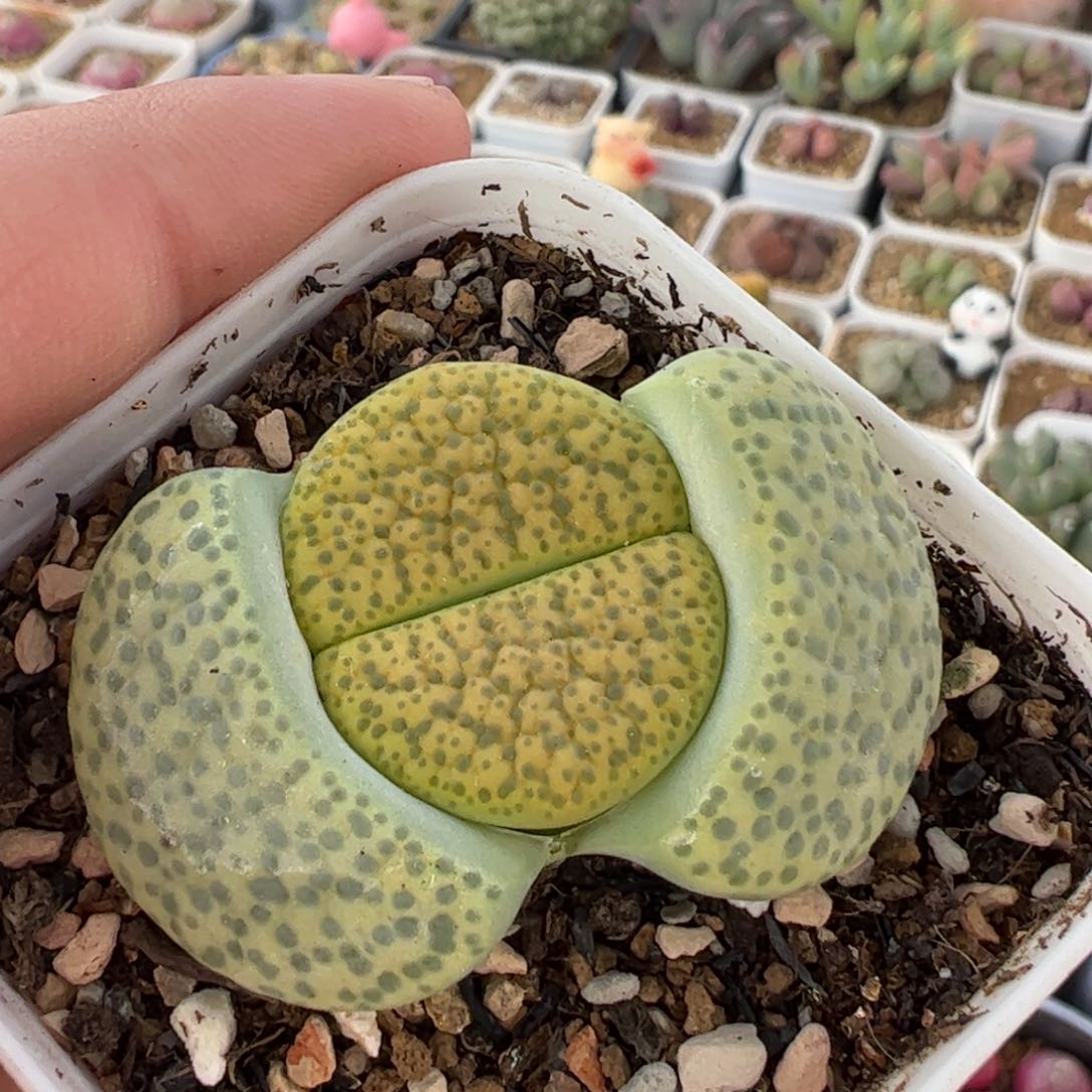 4422多肉植物百科