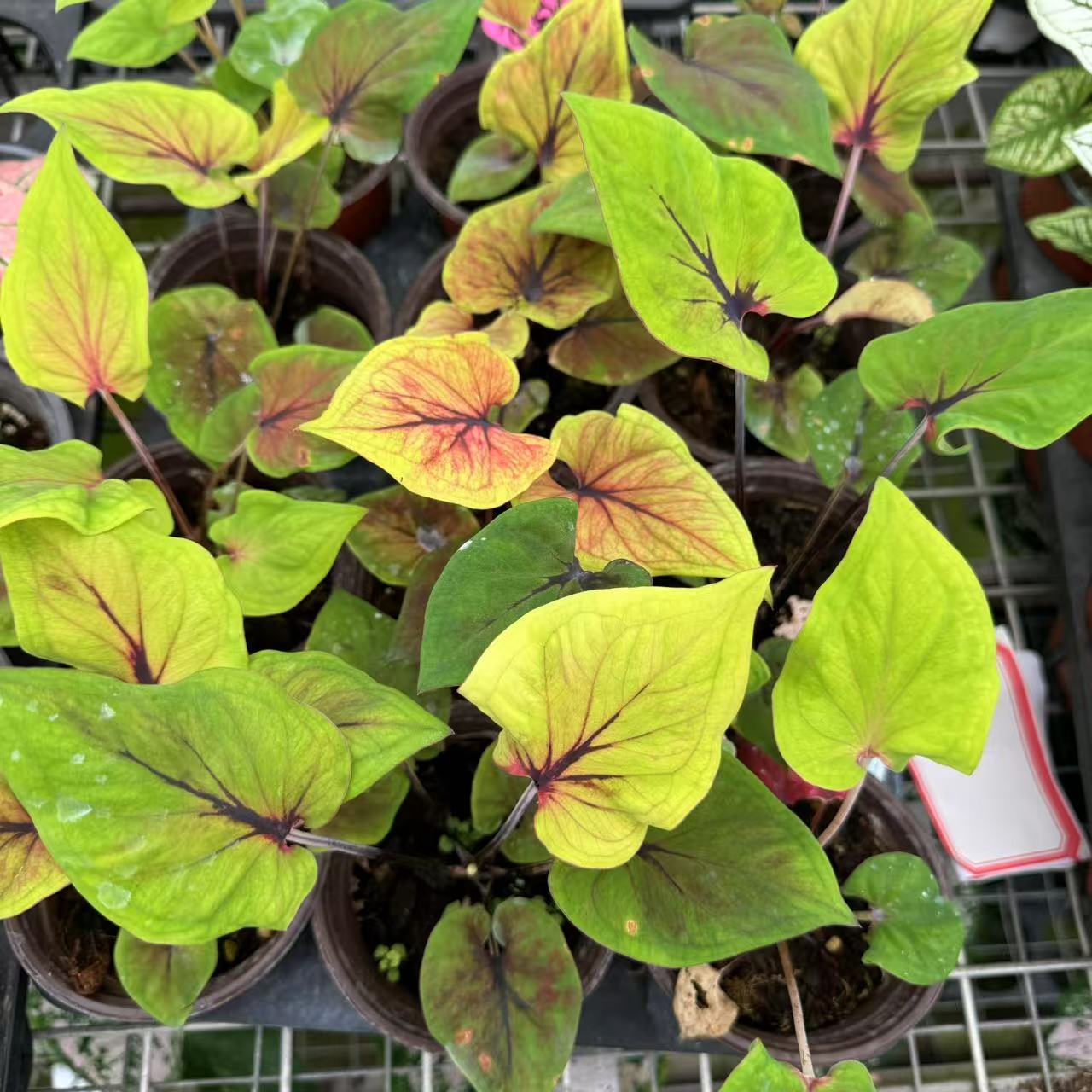 【黄宝石】 彩叶芋室内盆栽彩叶观叶类多年生耐热懒人植物