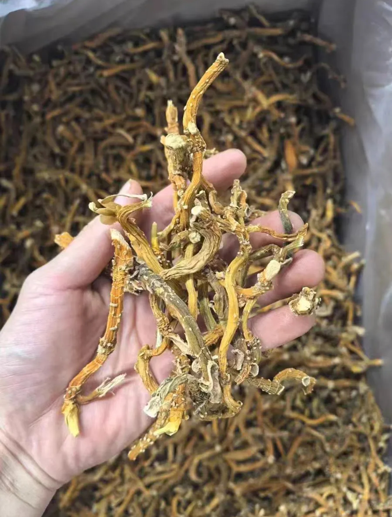 新农人青青-绿皮玉竹