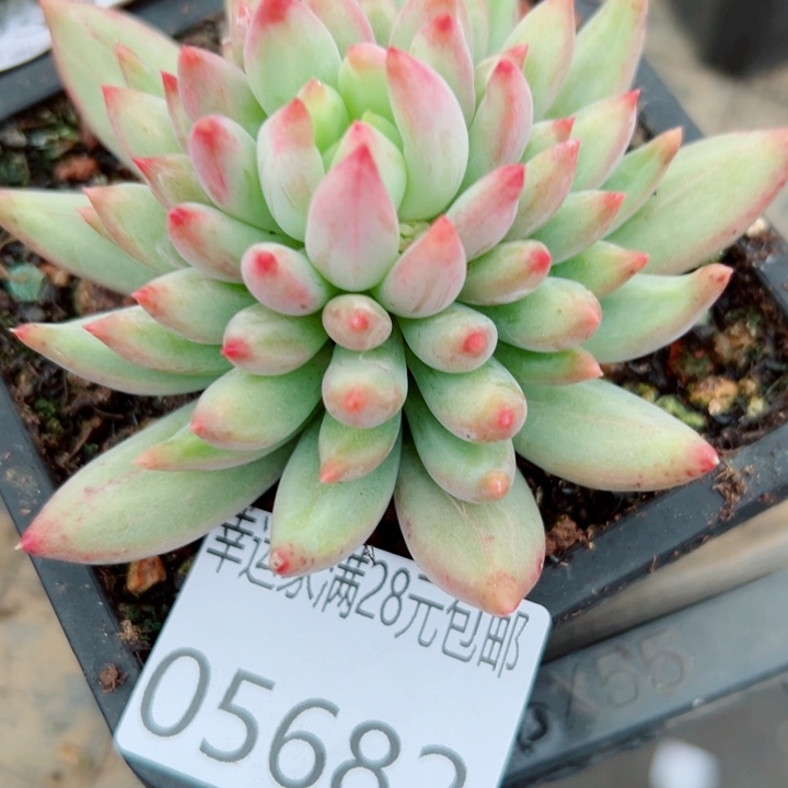 幸运的是我还没遇到你的