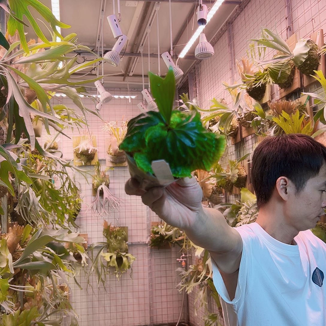 无花朵非猴a060。   