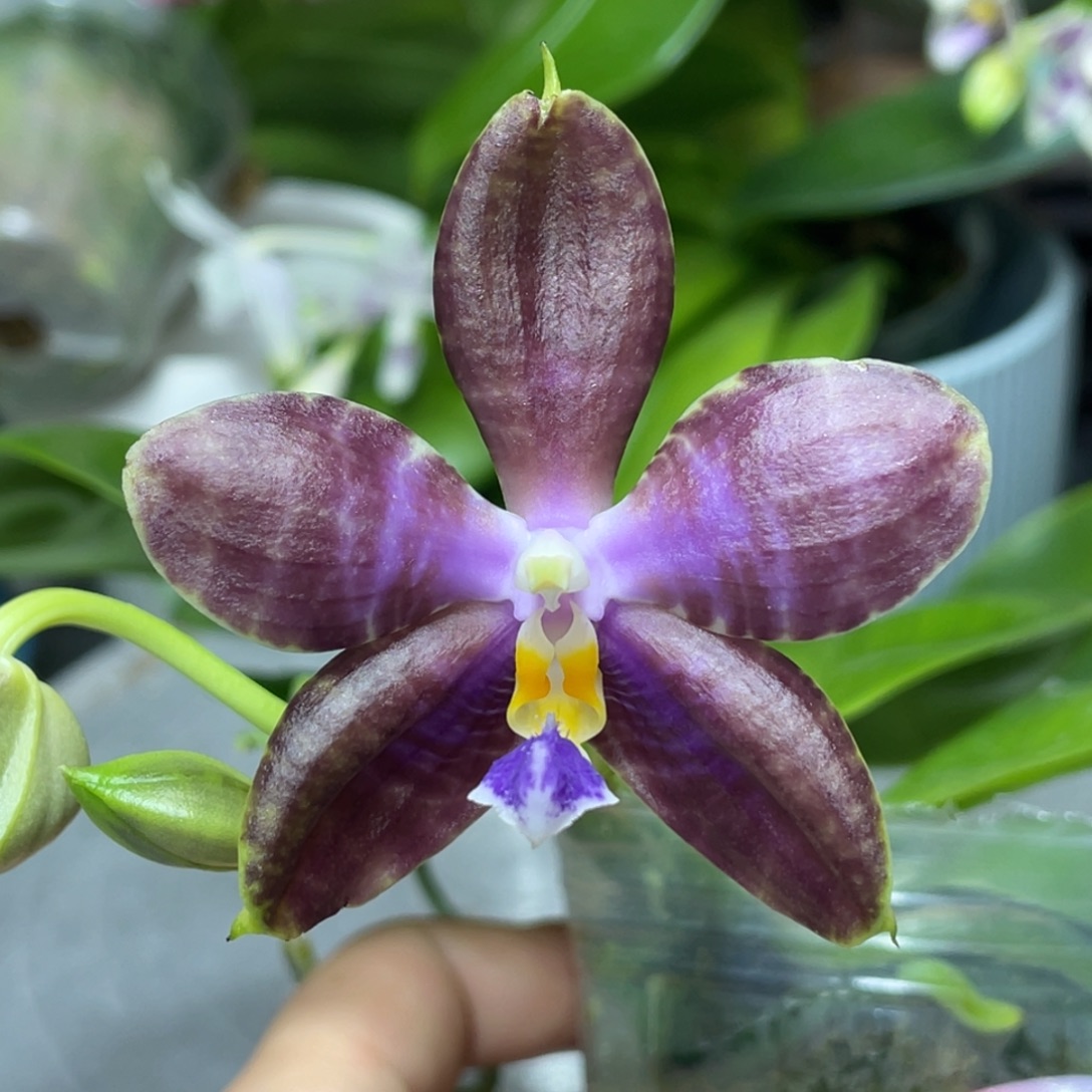 完全开放2.5金虎交蓝豹22