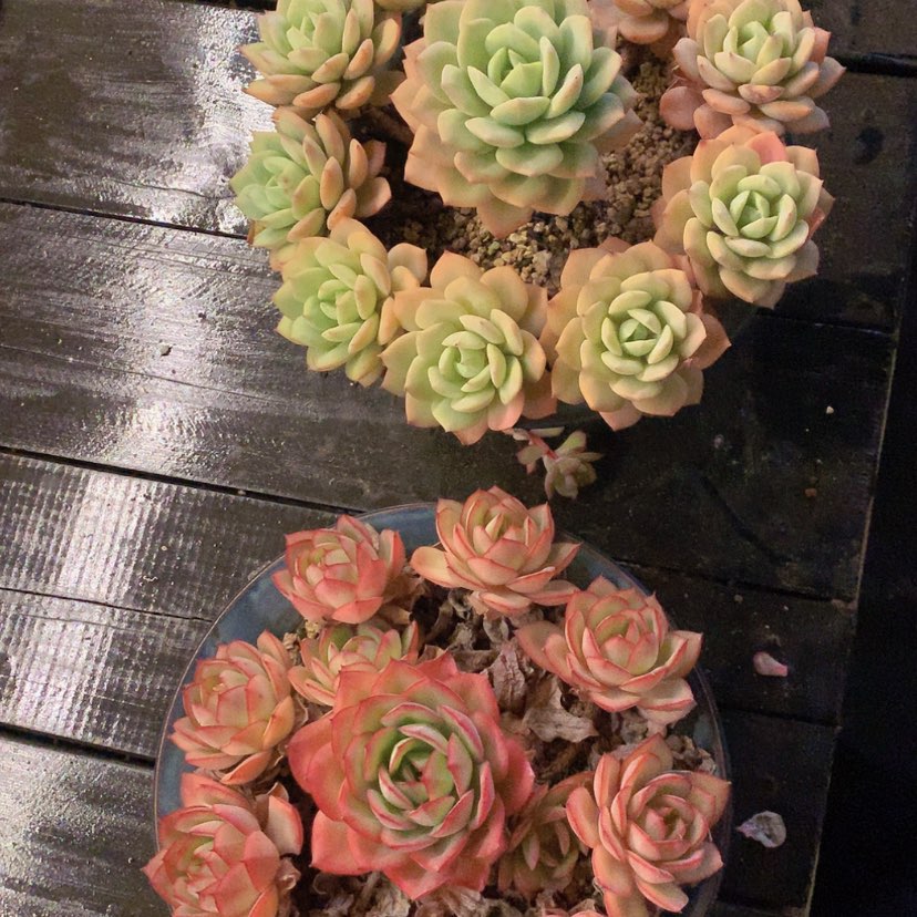 【闪购商品】牡丹亭恋曲