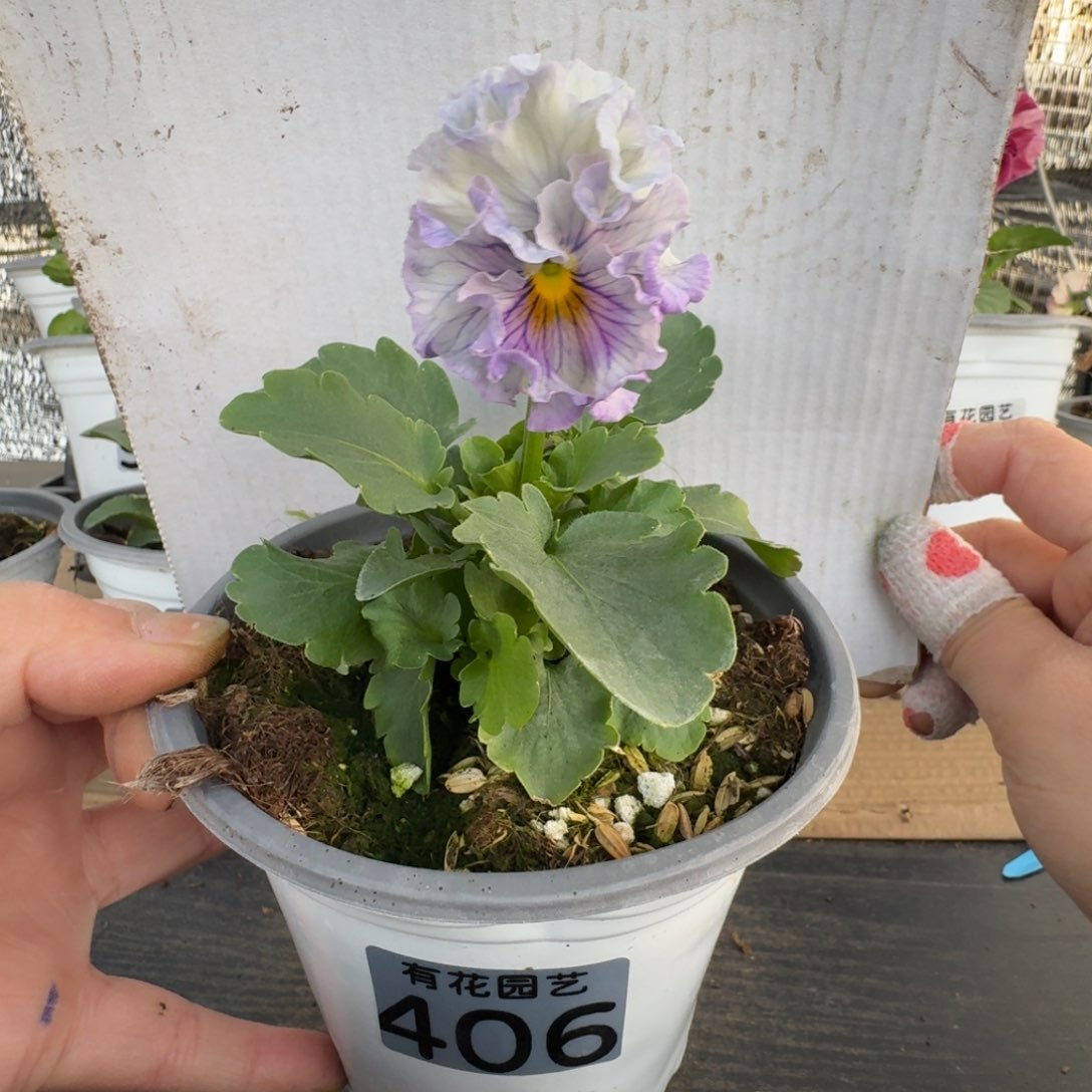 全部花朵406号角堇