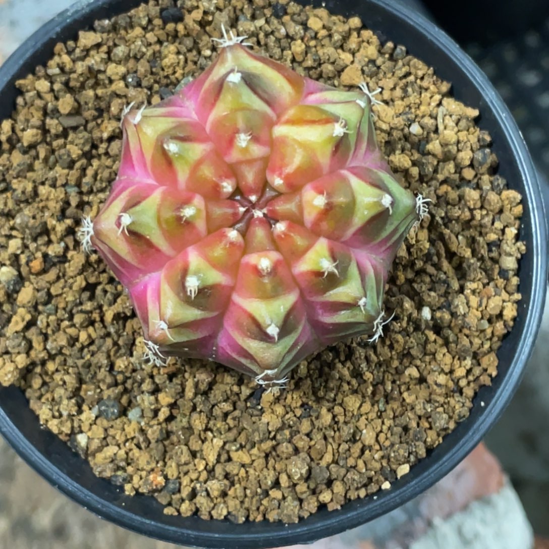 难***忘当前无花朵，栽培后可花朵皇氏轮回