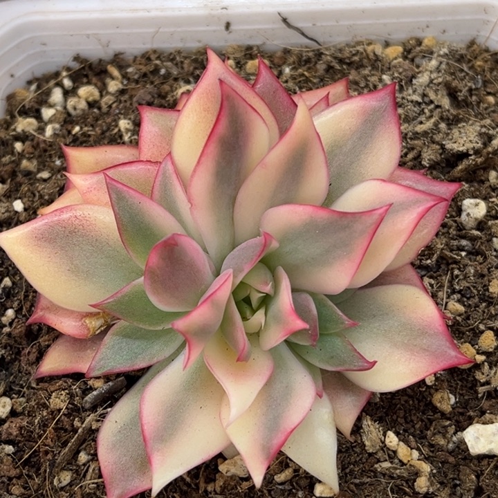 红锦宝莲灯锦一颗价格