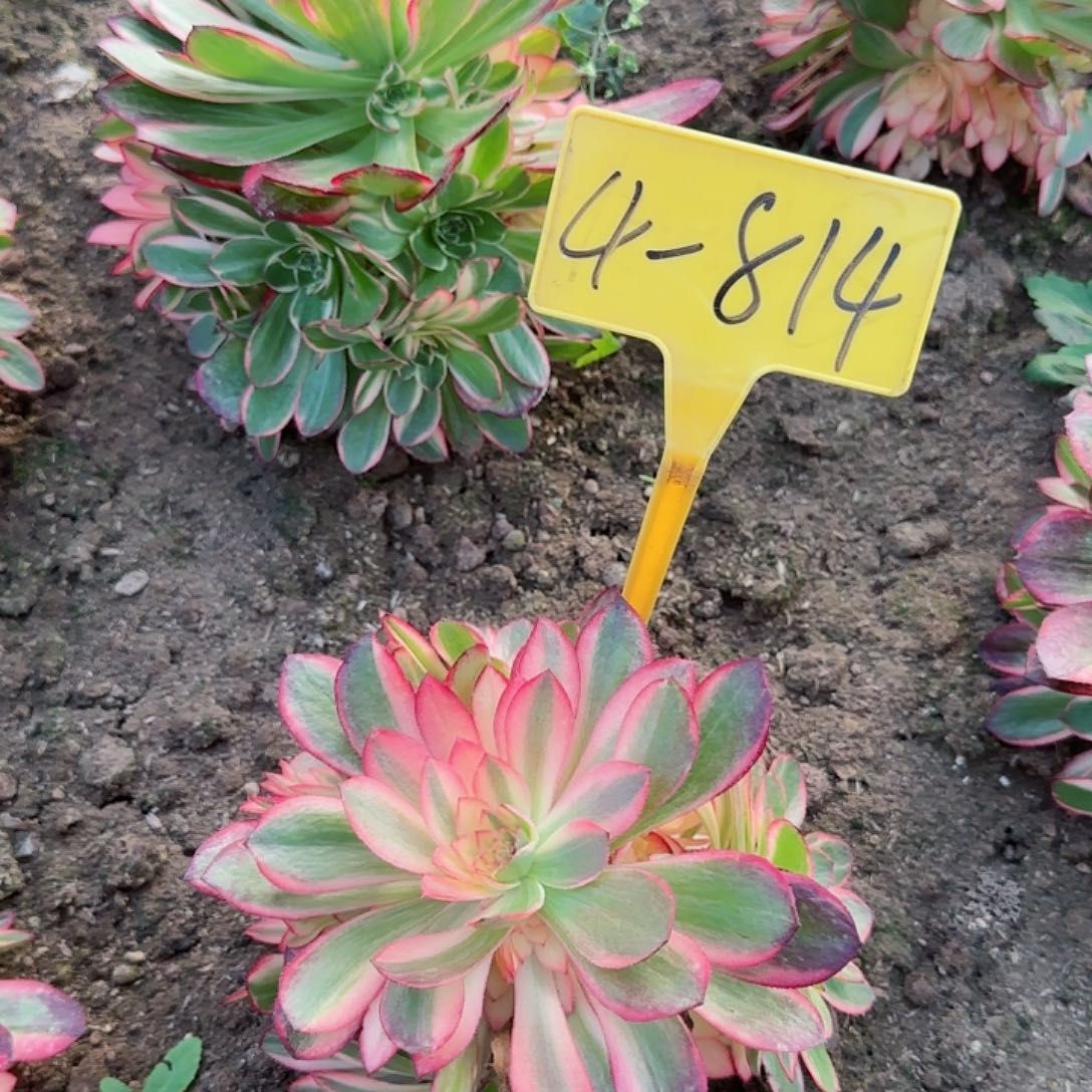 4-814+--多头多肉植物