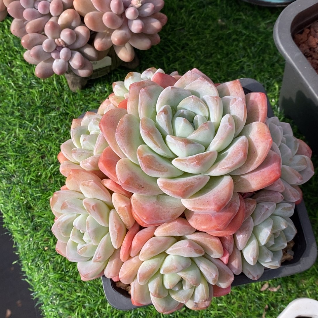 冰玉捧花 一物一拍 