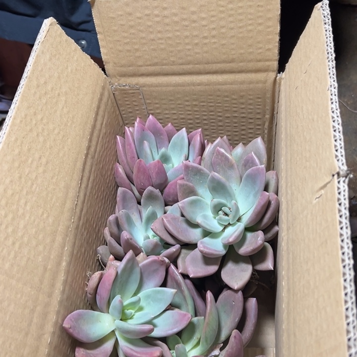 地栽瑕疵桃花源7棵装（包邮不包损）