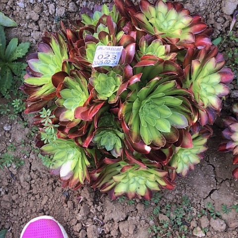 2.24-23韶华阴阳多肉植物