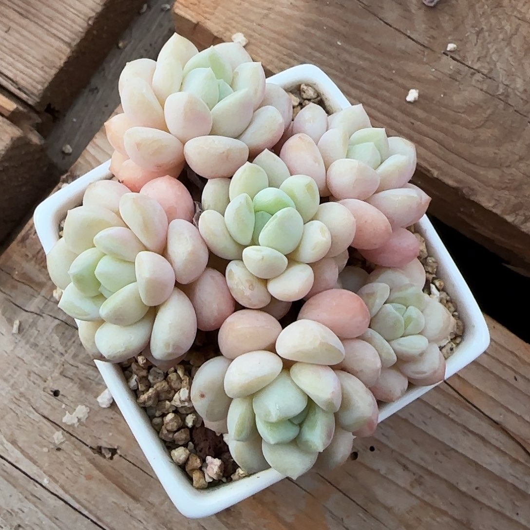 白马不带盆土发货