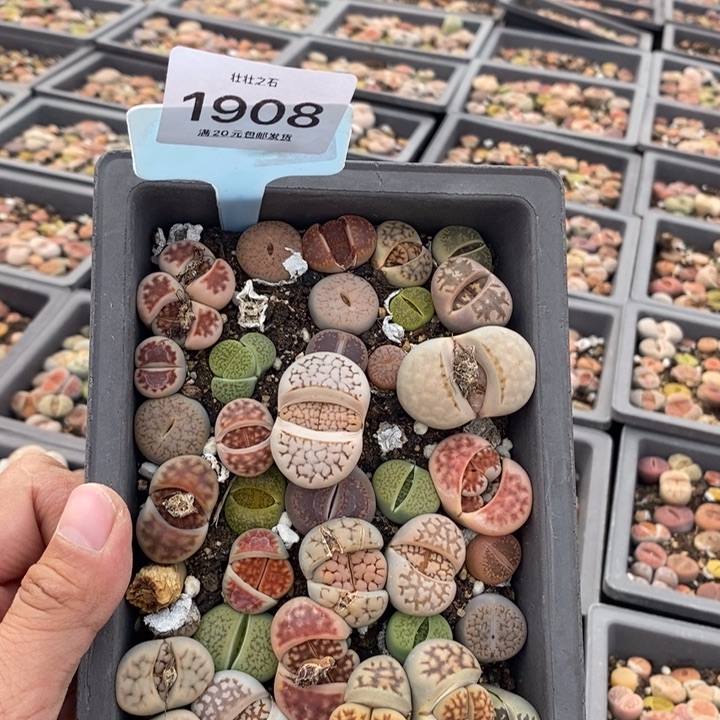 不***?1908长生石花小苗