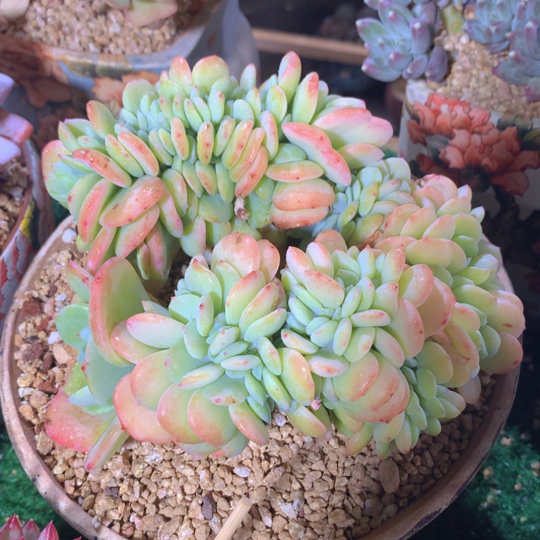 雪芙缀18 公分一物一拍