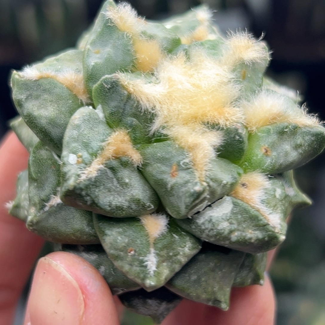 129 晾一个月上盆