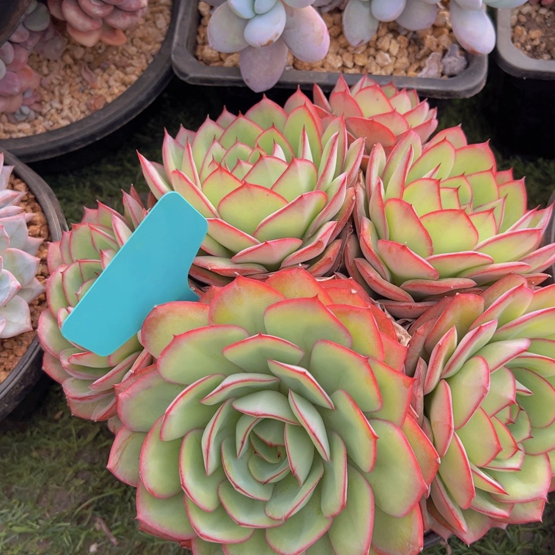 香玉的故事是一个人的故事