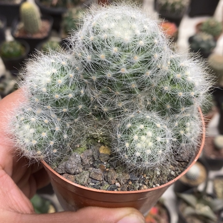 芳香丸群特价福利