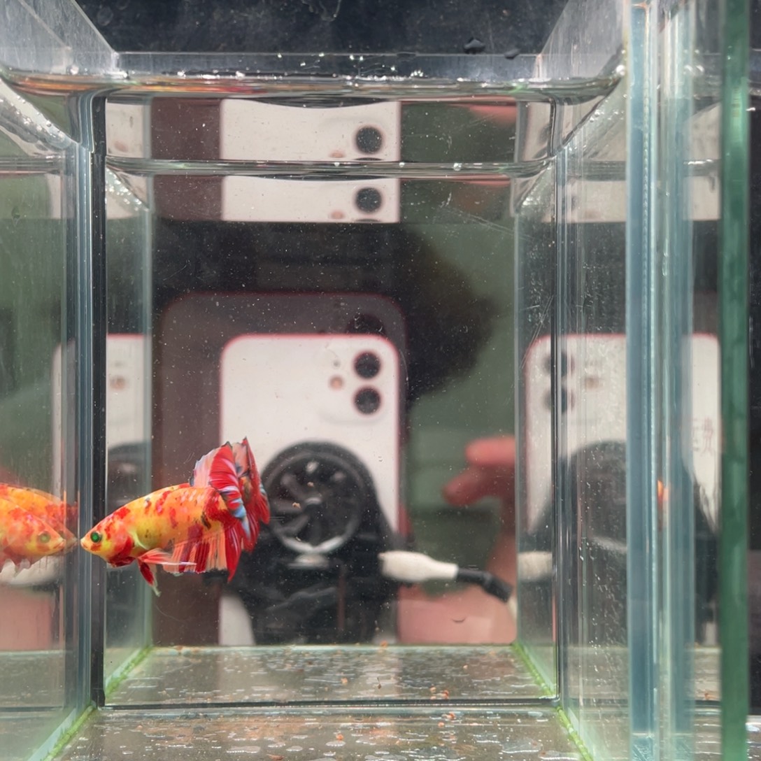 斗鱼印尼精品斗鱼6