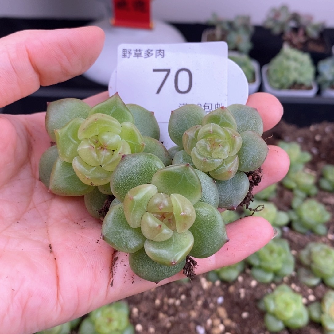 70号珍妮三颗一组包邮