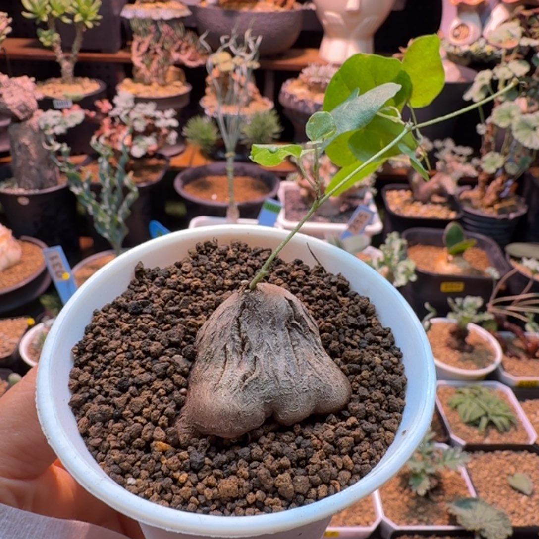 象足龟018 仙人掌