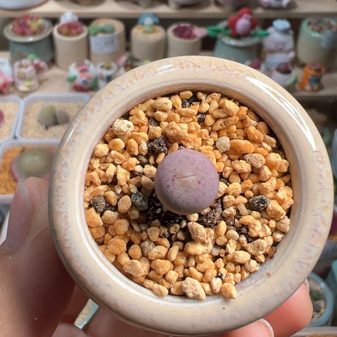 多肉植物219号奶油嘴