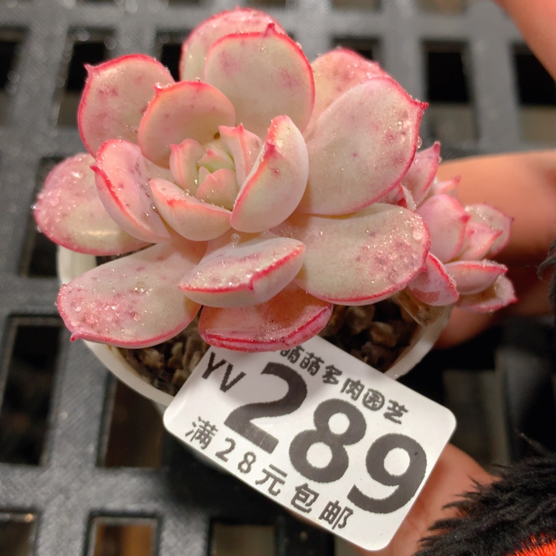 肉萌萌拇指盆精控多肉YV289