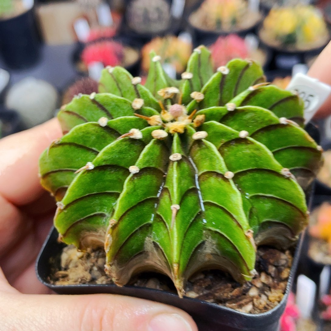 非偏远地区满25包邮仙人球