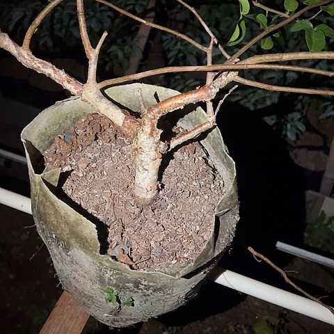 实生红皮橄榄块茎植物