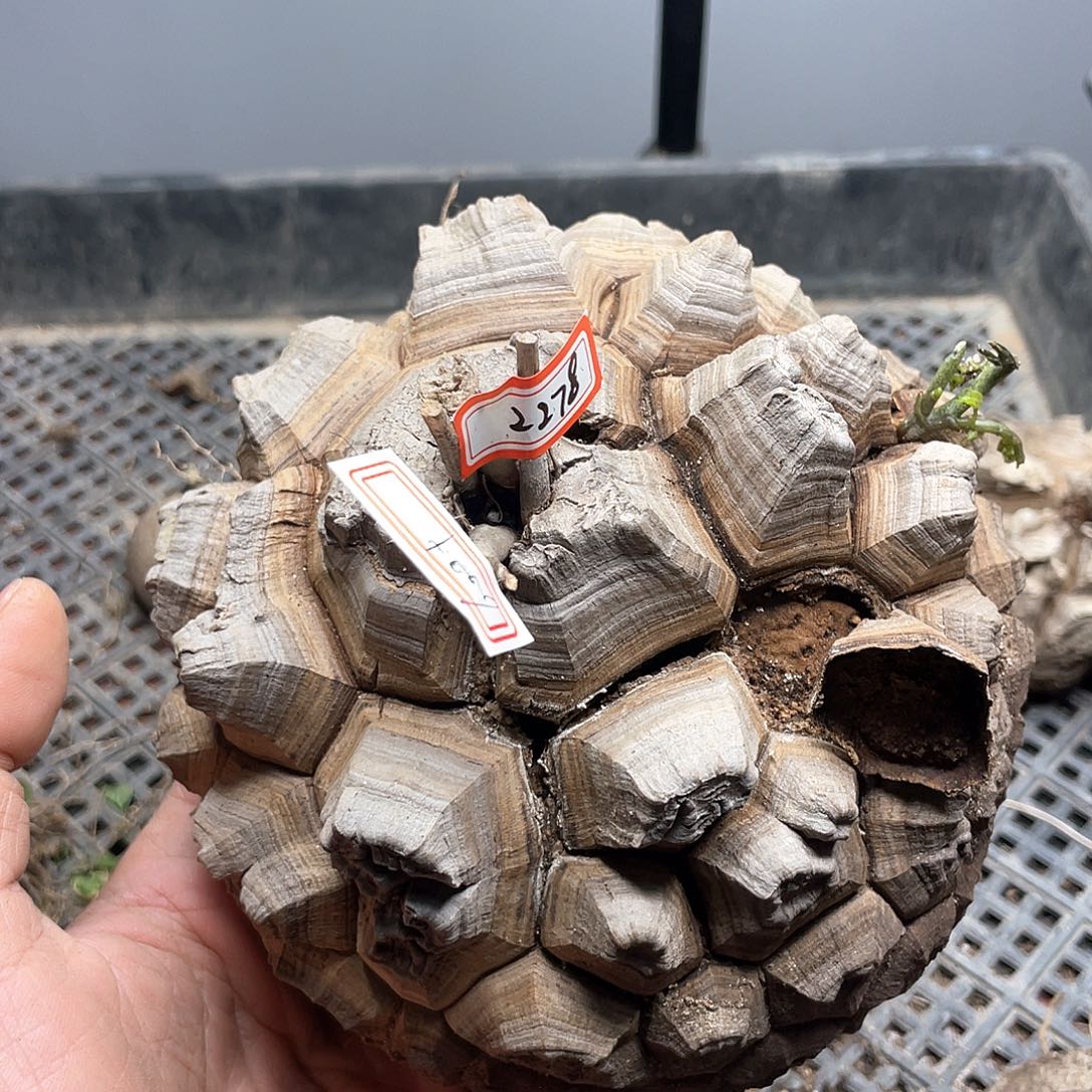 龟甲龙一物一拍2278号14cm