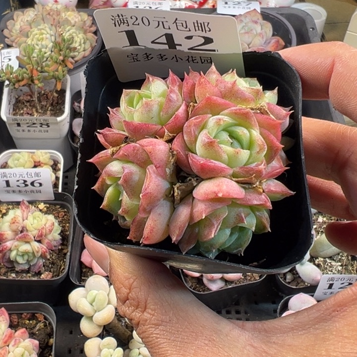 62号玫瑰5头群一物一拍多肉满20包邮