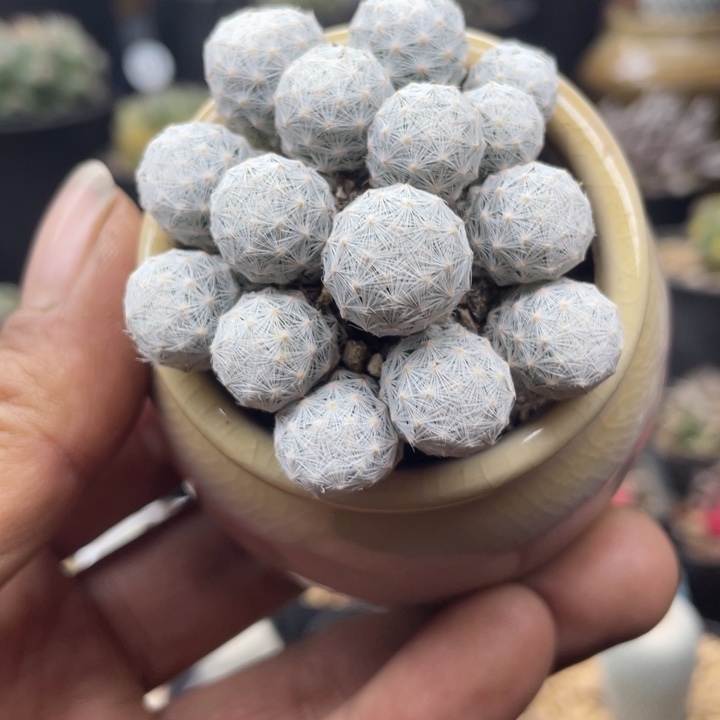 姬春星群一颗包邮