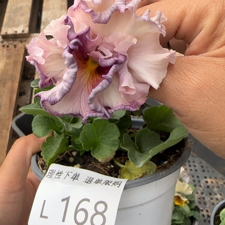 无花朵L168角堇小苗一物一拍苗晃